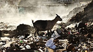 For thousands of years, humans have recorded abnormal animal behaviour in the lead-up to earthquakes. But does it stand up to scrutiny?