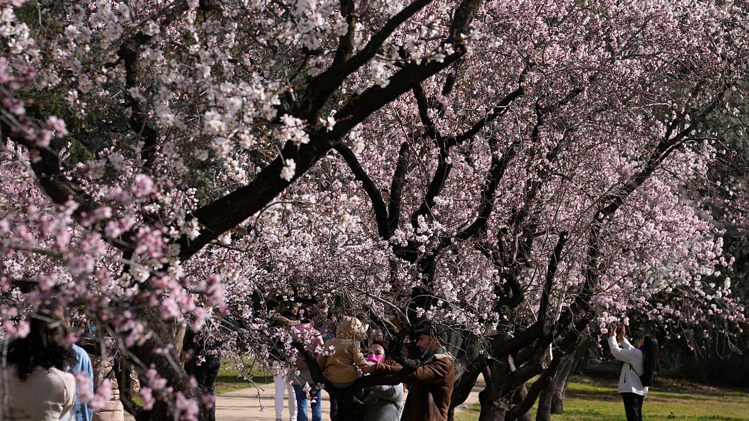 The almond blossom is typically a sign of Spring's arrival in Spain.