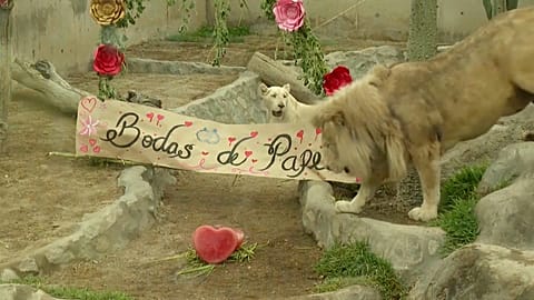 Nés en captivité, les deux lions blancs, Luana et Inti Kimba, vivent dans ce zoo péruvien depuis cinq ans