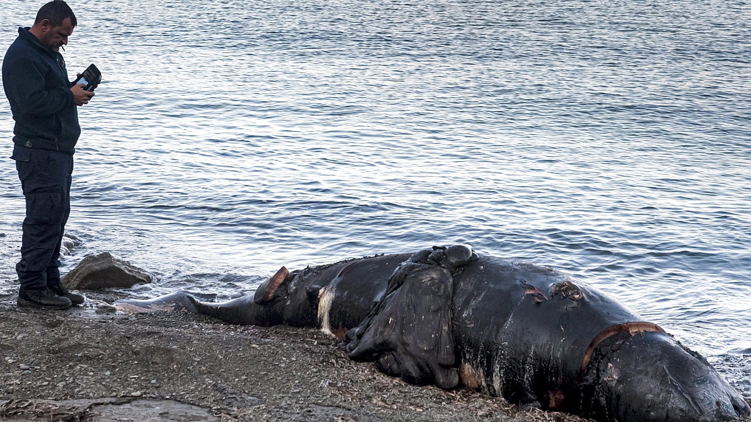 Elemento da marinha cipriota junto ao cadáver de uma das baleias encontradas mortas no Chipre