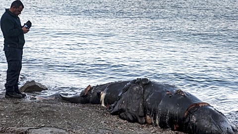 Les cétacés retrouvés sont des baleines à bec de Cuvier, ou baleines à bec d'oie