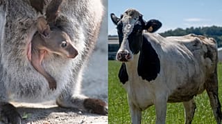 Baby kangaroo poo has a jumping start on methane-producing microbes in cow stomachs, it turns out.