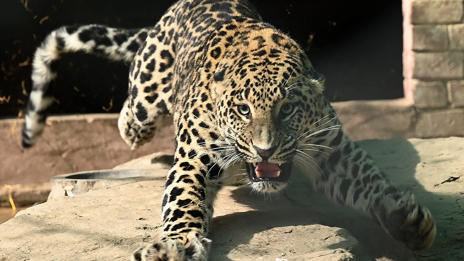 Yavru leopar 