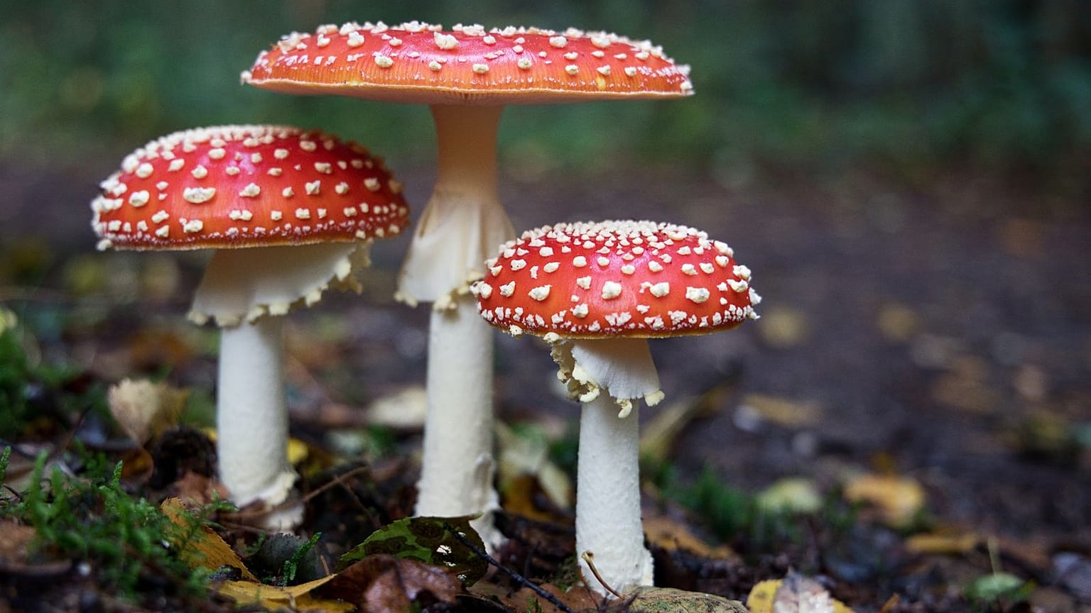 Rewilding forests with fungi is the ‘overlooked’ carbon removal solution we need, says ecologist