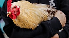 Mentett baromfi egy állatvédő kezében