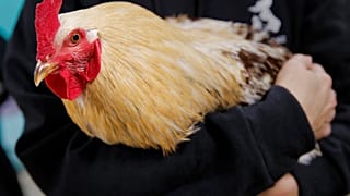 Mentett baromfi egy állatvédő kezében