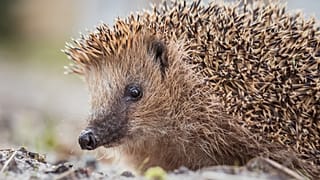Hedgehogs are in decline across Europe.