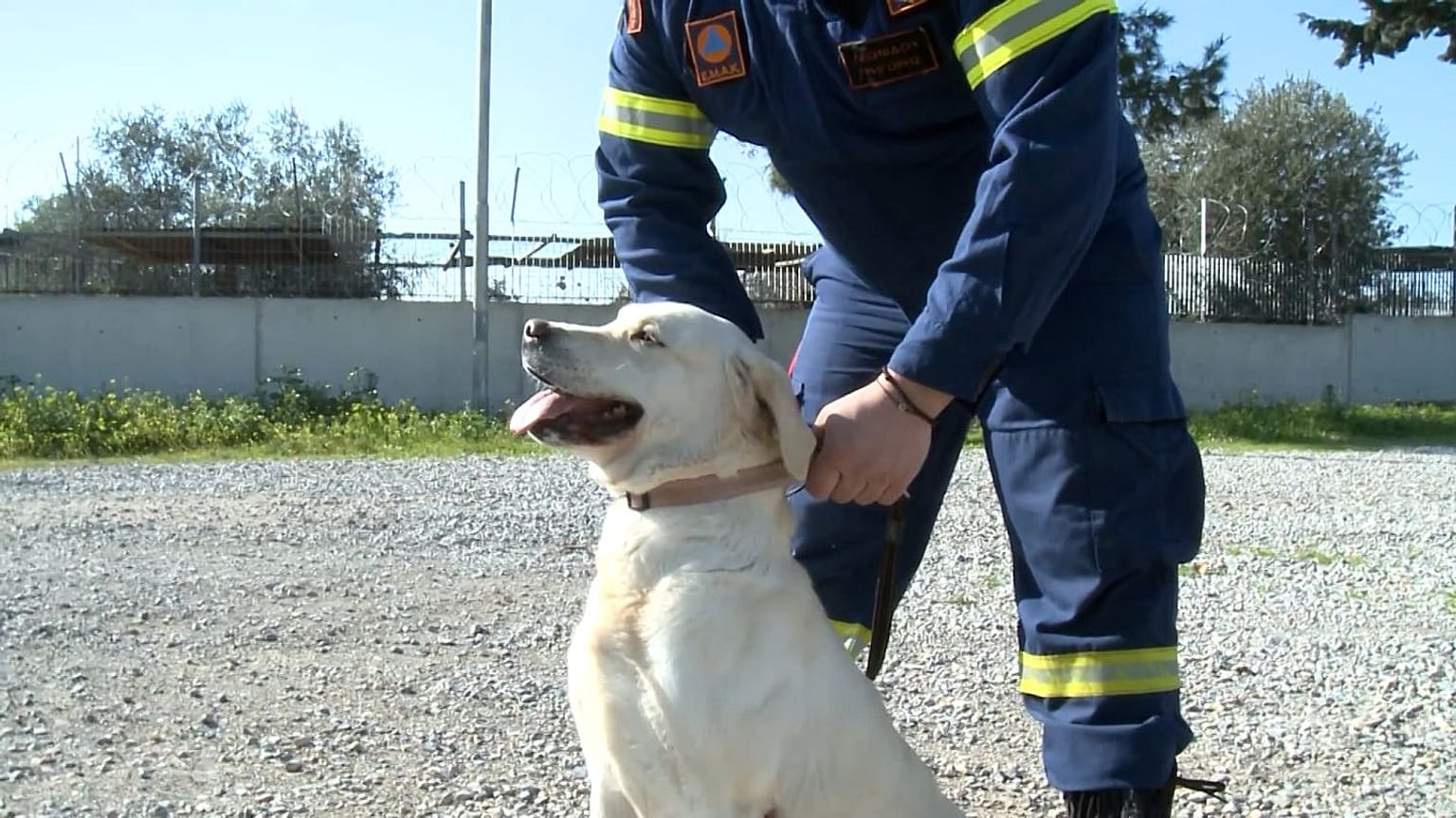 Argo isimli arama kurtarma köpeği