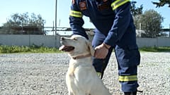 Argo isimli arama kurtarma köpeği