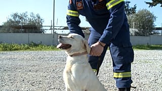 Argo isimli arama kurtarma köpeği