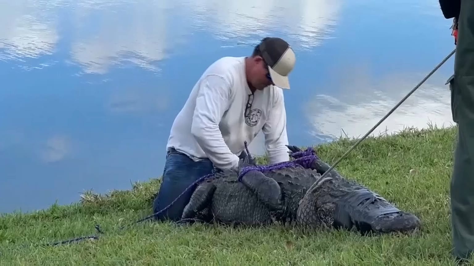 Florida'da avını bekleyen bir timsah /Arşiv