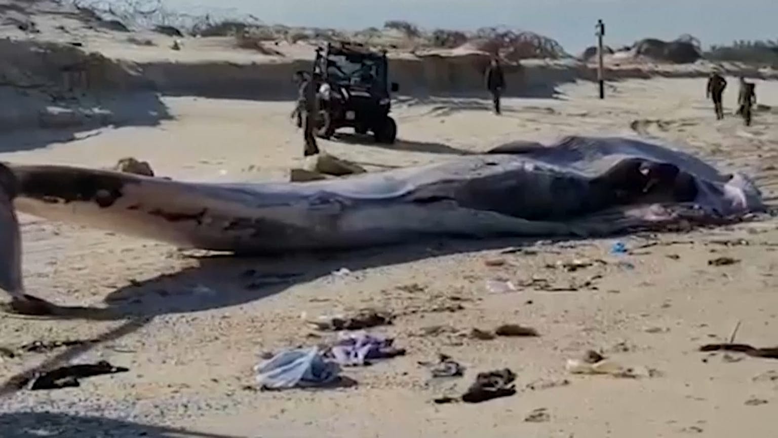 حوت المنك