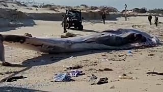 حوت المنك