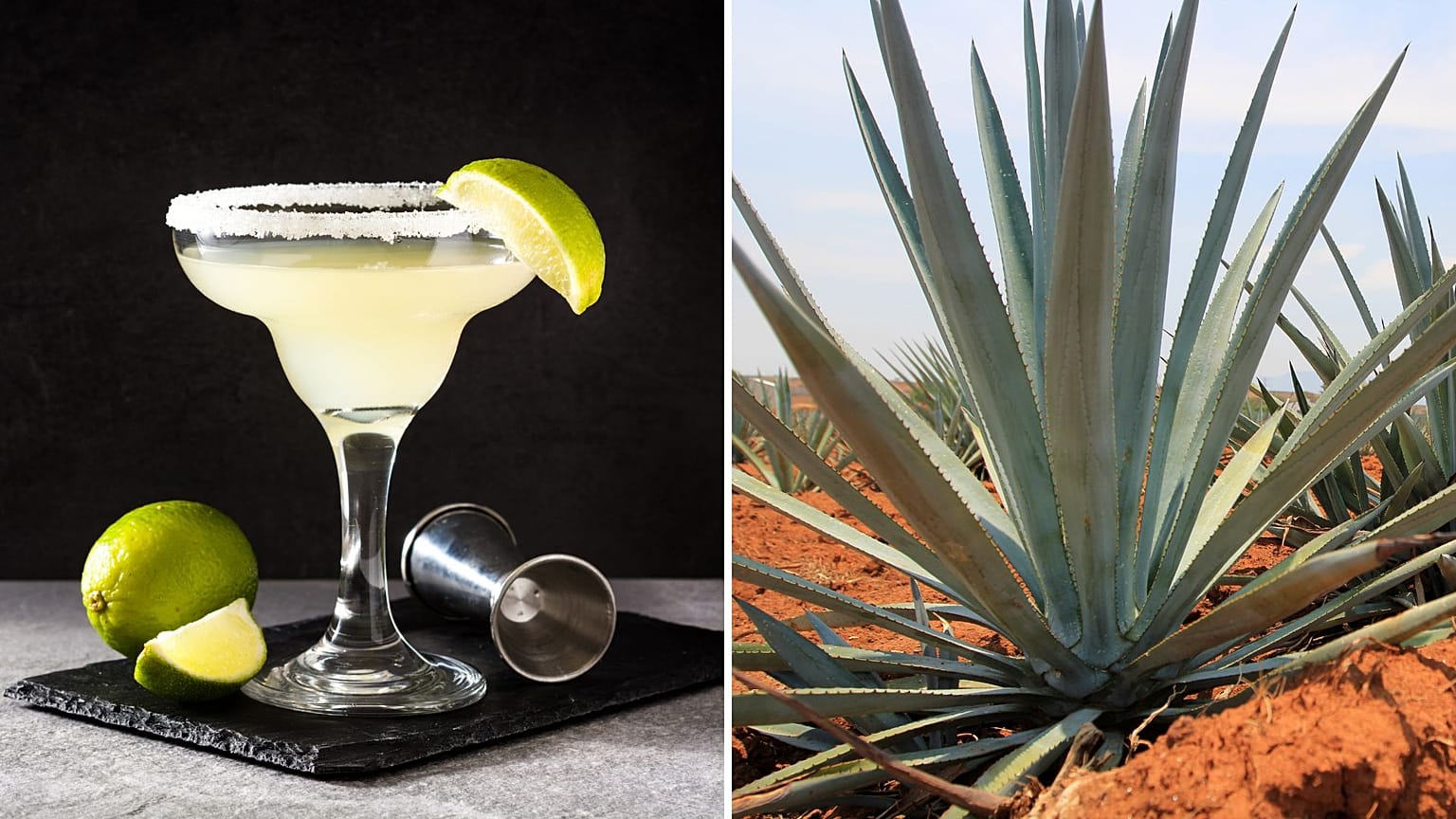 Rising temperatures and land degradation threaten the bat that pollinates the agave plant.
