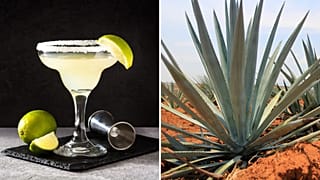 Rising temperatures and land degradation threaten the bat that pollinates the agave plant.