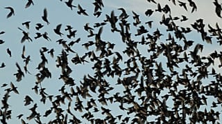 A video of birds flocking together on a street has gone viral on social media.