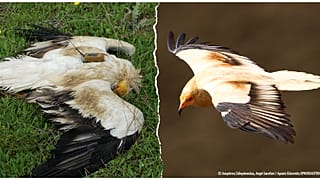Δηλητηριασμένα πτηνά