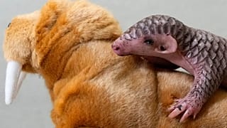 Meet ‘Little Cone’, the first baby pangolin born at a European zoo.