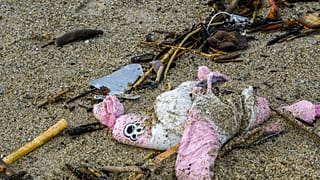 Les affaires des victimes du naufrage