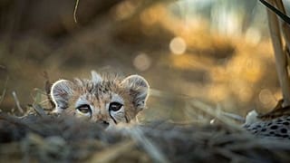 پیروز در پارک پردیسان