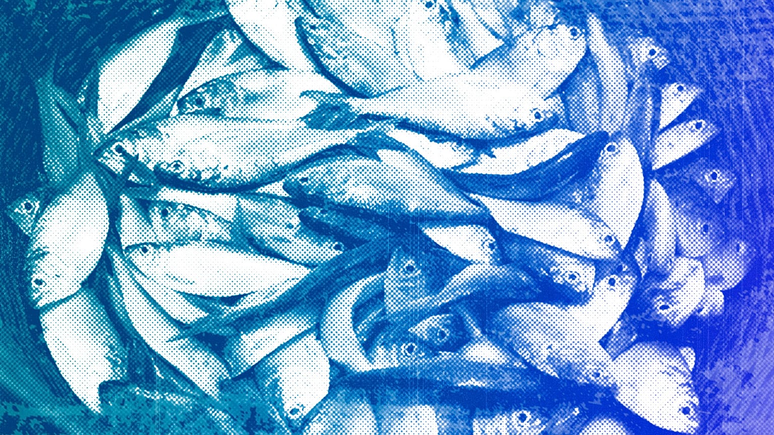Bonga fish, commonly found in West Africa and an important source of protein for artisanal fishing communities, are held in a basket in Limbe, Cameroon
