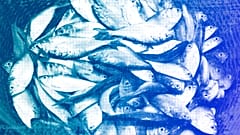 Bonga fish, commonly found in West Africa and an important source of protein for artisanal fishing communities, are held in a basket in Limbe, Cameroon