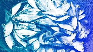 Bonga fish, commonly found in West Africa and an important source of protein for artisanal fishing communities, are held in a basket in Limbe, Cameroon