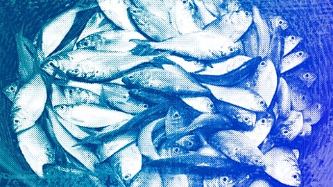 Bonga fish, commonly found in West Africa and an important source of protein for artisanal fishing communities, are held in a basket in Limbe, Cameroon
