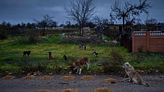 Rusya'da sokak köpekleri