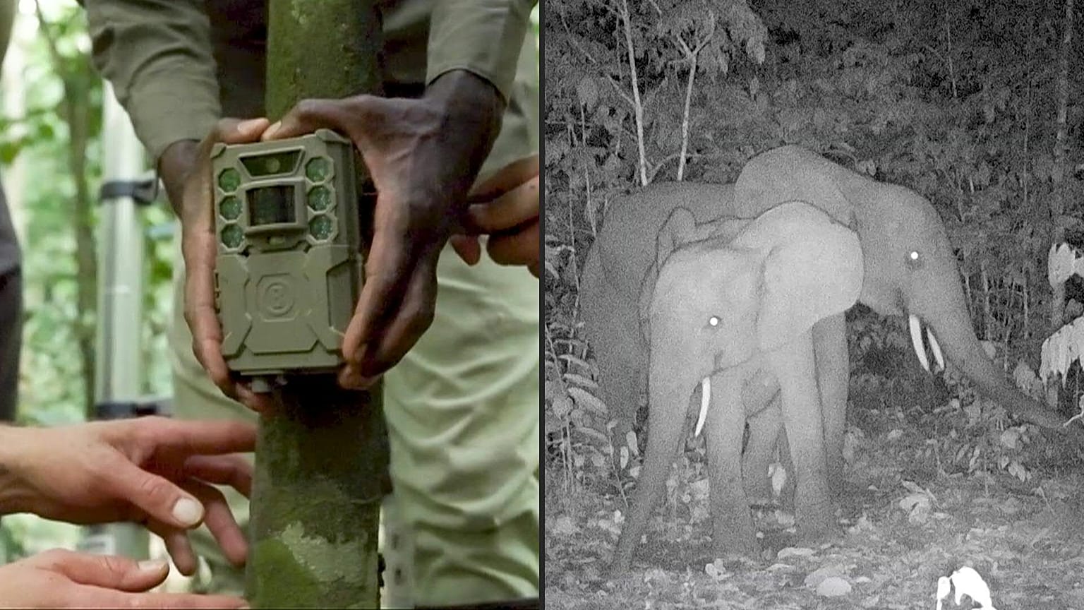 Hack the Planet have modified camera traps to provide real time information to rangers