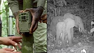 Hack the Planet have modified camera traps to provide real time information to rangers