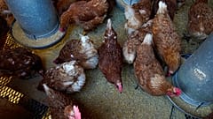 Çin'de kuş gribinden ilk ölüm