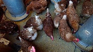 İngiltere kuş gribi salgınına karşı tavukları aşılamayı planlıyor