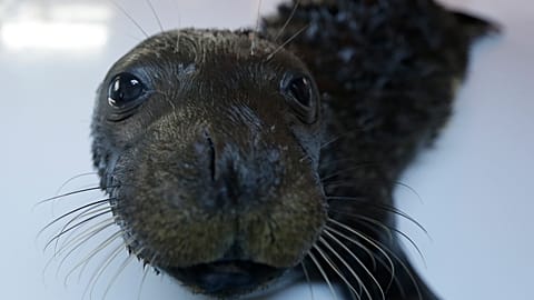 The Mediterranean monk seal is one of Europe's most endangered animals.