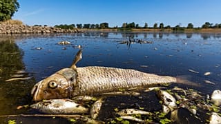 A dead chub and other dead fish float in the Oder River near Brieskow-Finkenheerd, eastern Germany, on Aug. 11, 2022.