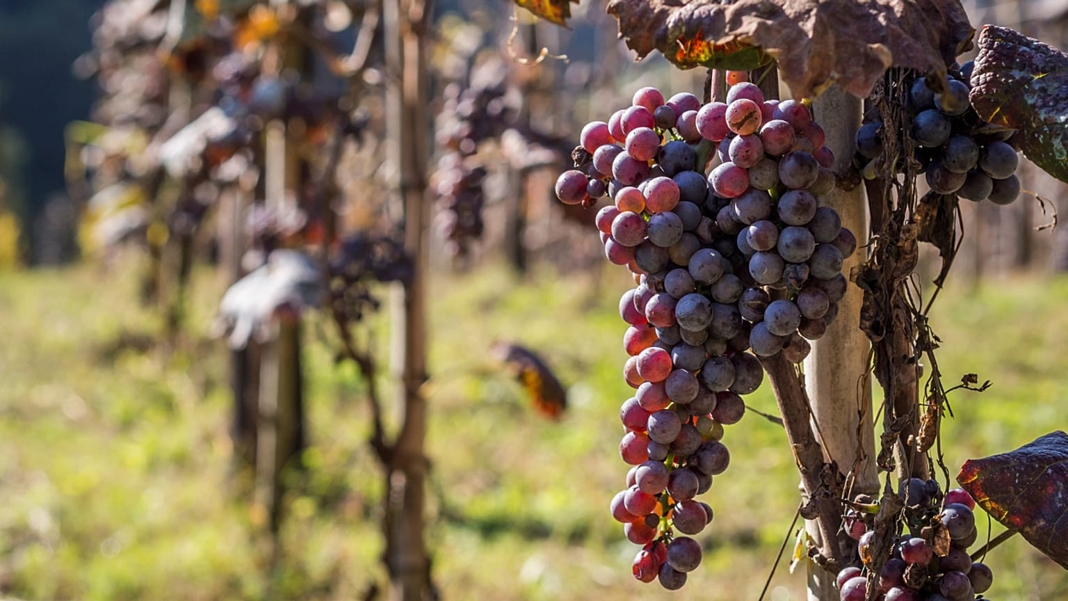Grapes growing in Ajara