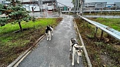 Wild dogs in the Chernobyl area of Ukraine on 3 October 2022.   -  