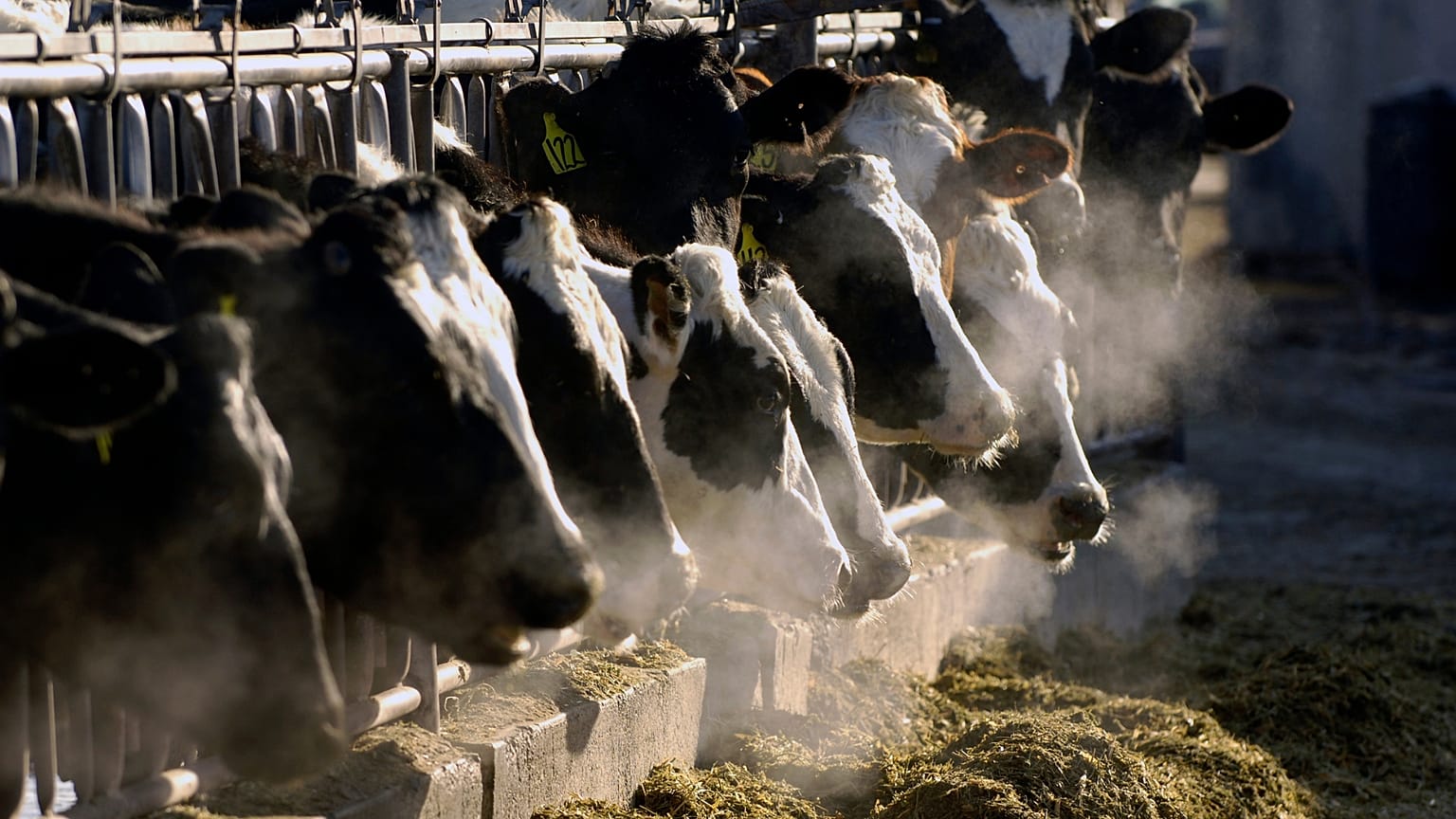 A line of Holstein dairy cows feed through a fence at a dairy farm.