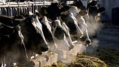 A line of Holstein dairy cows feed through a fence at a dairy farm.