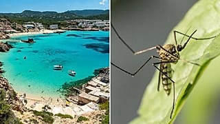 Health authorities are urging tourists to watch out for symptoms of Dengue fever in Ibiza this summer.   -  