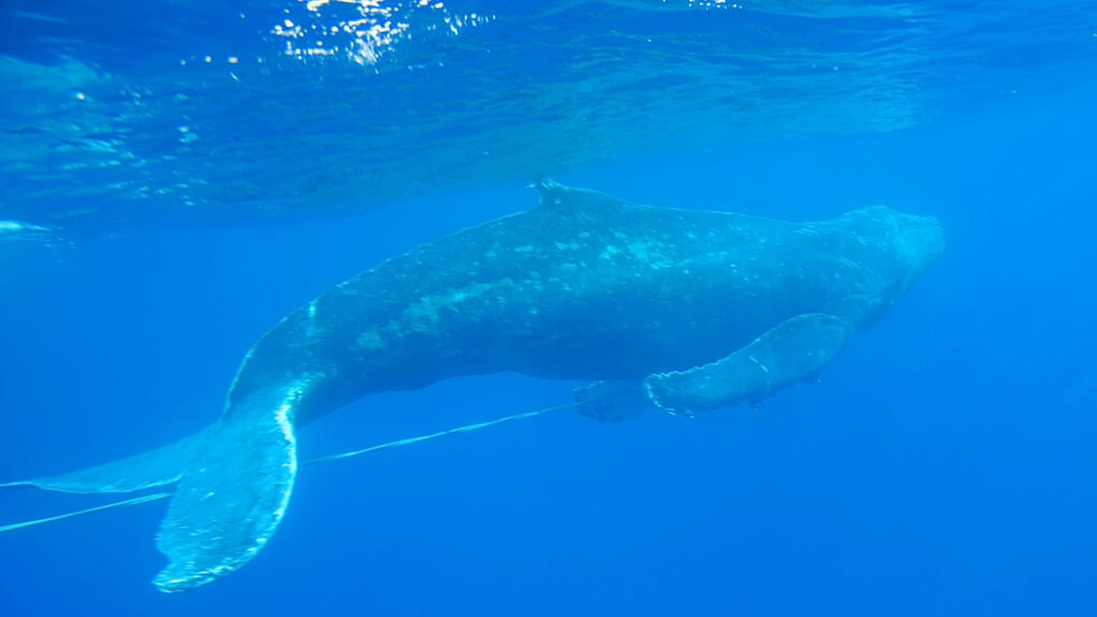 Hosszúszárnyú bálna a hawaii Nemzeti Bálnarezervátumban