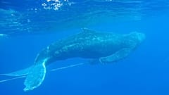 Hosszúszárnyú bálna a hawaii Nemzeti Bálnarezervátumban