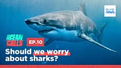 Ocean Calls. Episode 10. Should we worry about sharks?