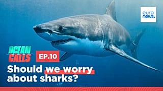Ocean Calls. Episode 10. Should we worry about sharks?