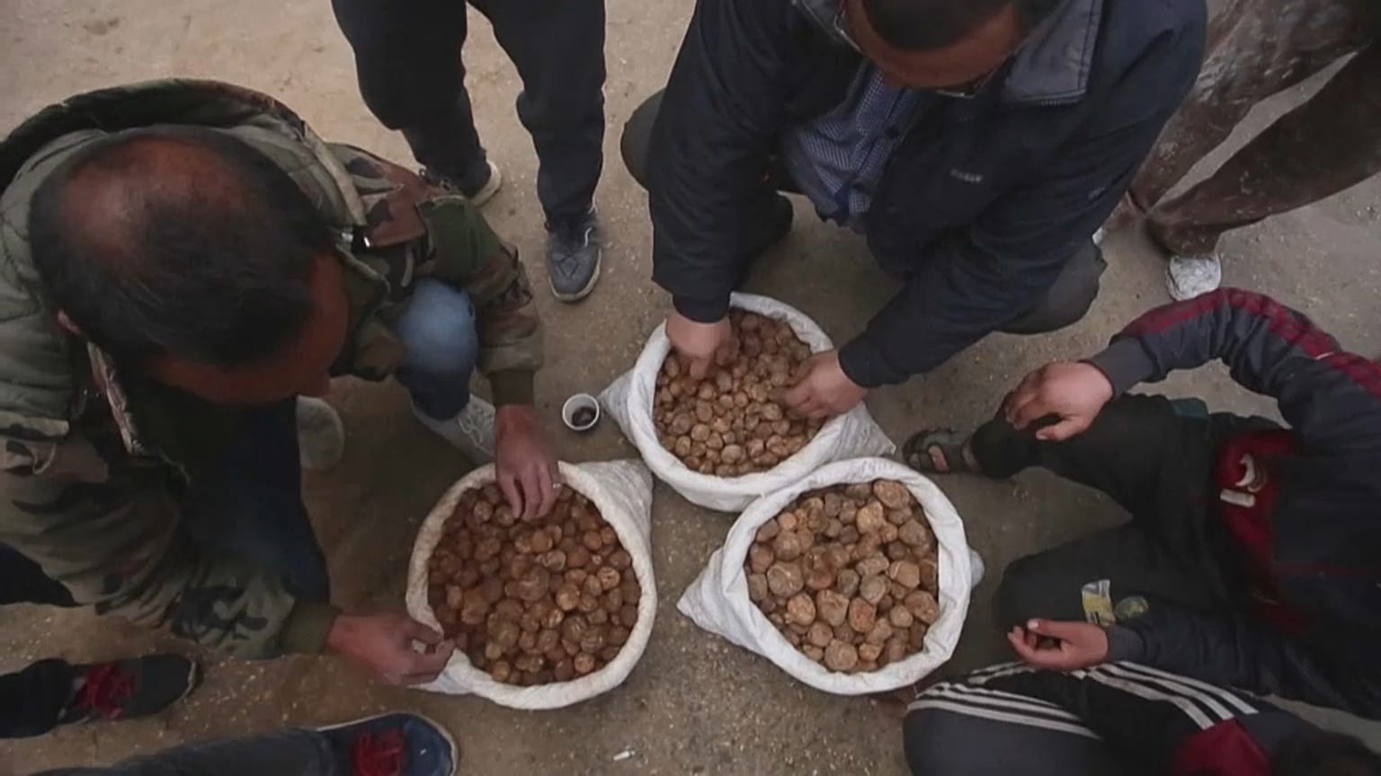 جمع الكمأة من البادية السورية