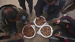 جمع الكمأة من البادية السورية