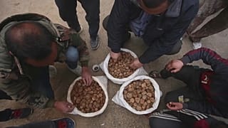 جمع الكمأة من البادية السورية