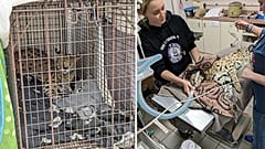 L'association de protection animale de Cincinatti soigne le serval après avoir découvert qu'il avait de la cocaïne dans l'organisme.