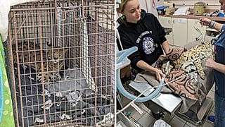 Gato selvagem foi tratado por equipas de apoio de animais