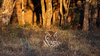 Messi the tiger at LIONSROCK Big Cat Sanctuary in Bethlehem, South Africa.